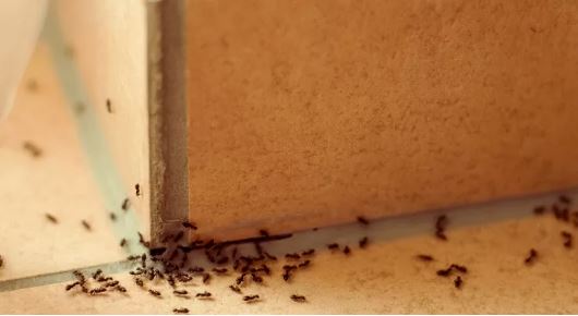 Esta fruta ayudará a eliminar las hormigas de toda tu casa