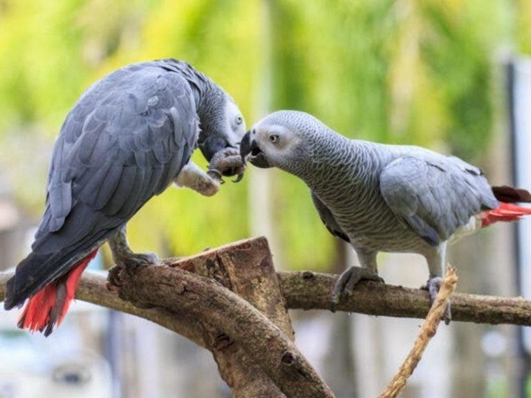 Sacan a cinco loros groseros de un zoológico por insultar a los visitantes