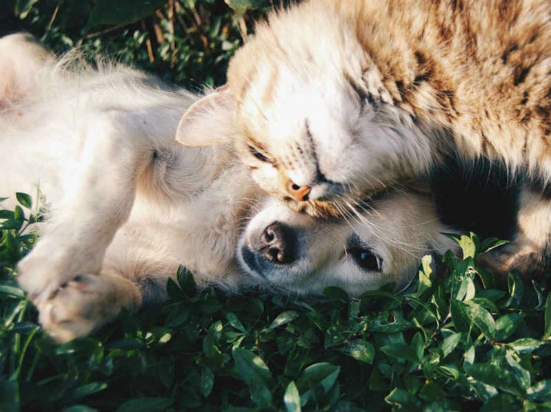 CDMX: Ahora las mascotas tendrán RUAC equivalente a la CURP