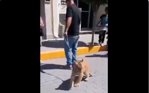 (VÍDEO) Pasean como si fuera un perro a tigre de bengala en Hidalgo