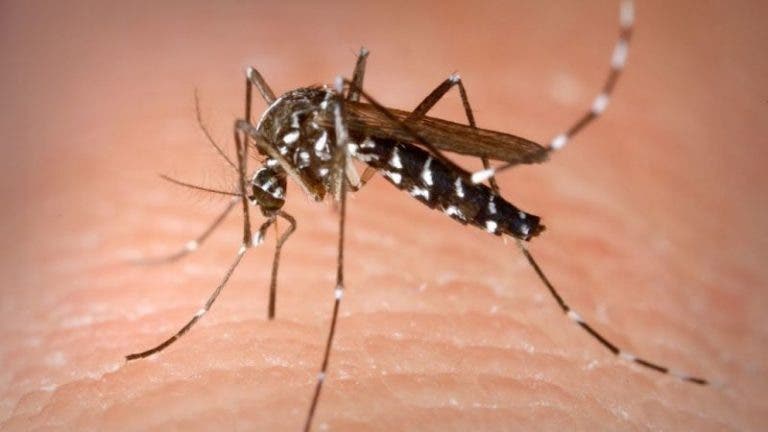 Yucatán: Reportan menos casos de Dengue que en 2019