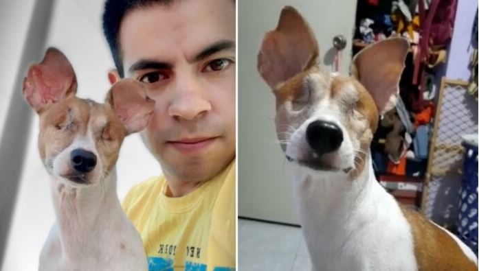 Elogian a joven por rescatar y adoptar a perrita ciega