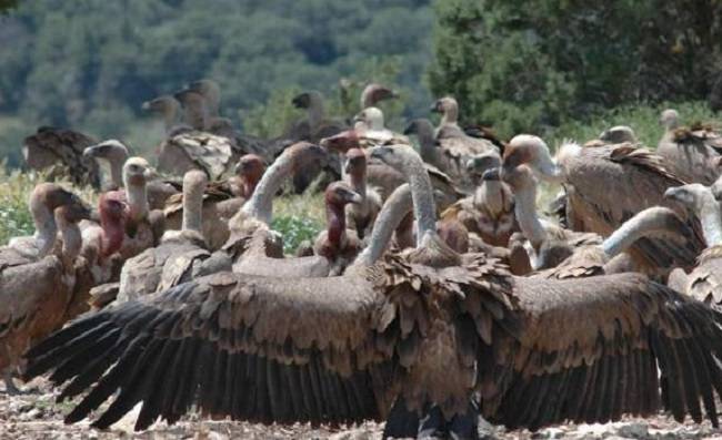 Mueren 537 buitres tras comer restos de elefantes envenenados por cazadores