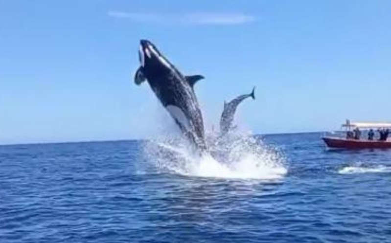 (VÍDEO) ¡Al acecho! Orca salta y golpea a un delfín en el aire