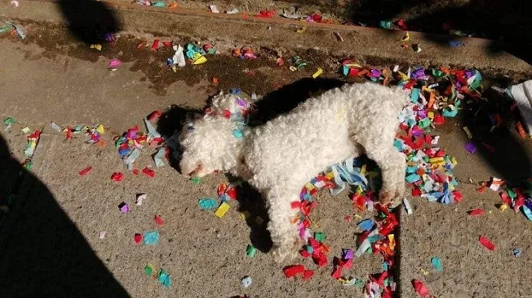 Numerosas mascotas resultaron afectadas en Sonora por pirotécnia; una murió