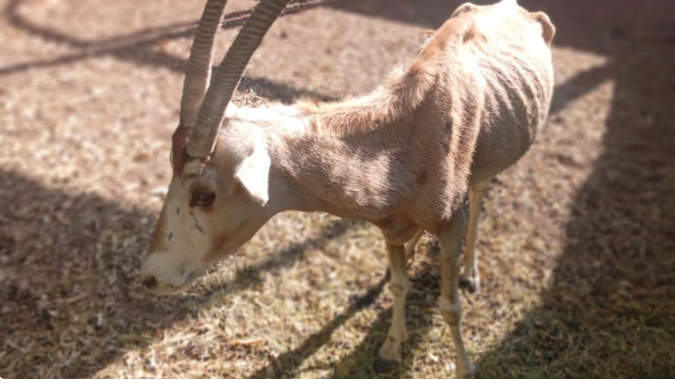 Tras muerte de león, piden auditar al Zoológico de Culiacán por presuntas irregularidades