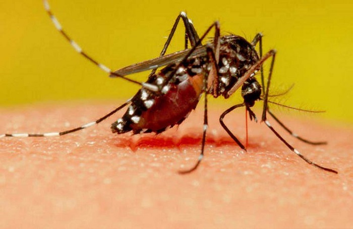 (VIDEO) Mosquito es captado chupando sangre hasta explotar