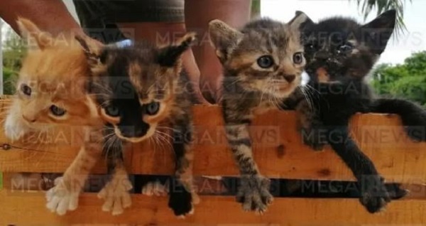 Abandonan a cuatro gatitos en la carretera Mocochá ¡Ya los adoptaron