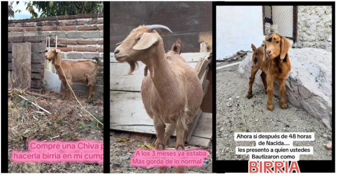De birria a mascota: compra una chiva para celebrar su cumpleaños y se lleva una sorpresa