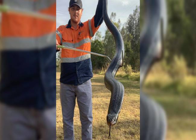 Captura una serpiente de casi 2 metros y "bien alimentada" en Australia