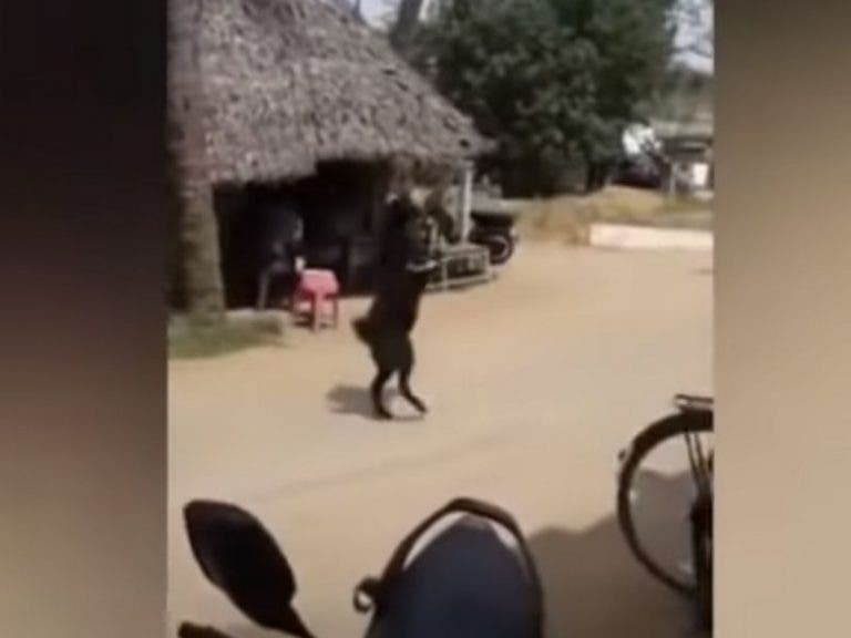 VIDEO: Cabra supuestamente "poseída" es captada caminando en dos patas