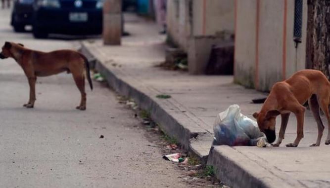 Yucatán: Sujeto envenena por lo menos seis perros en Hoctún