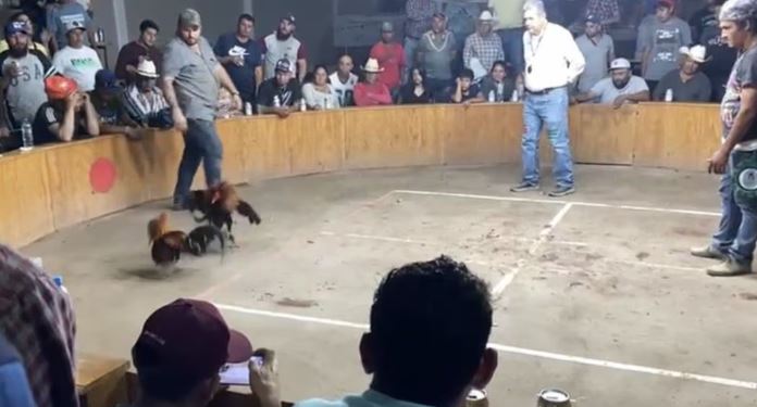 (VIDEO) Guanajuato: Balacera en palenque de gallos deja 3 muertos y 4 lesionados