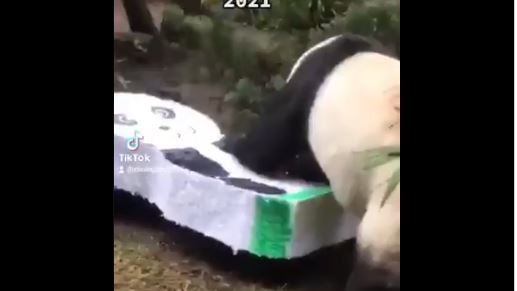(VIDEO) Pandas de Chapultepec celebran su cumpleaños hasta con piñata