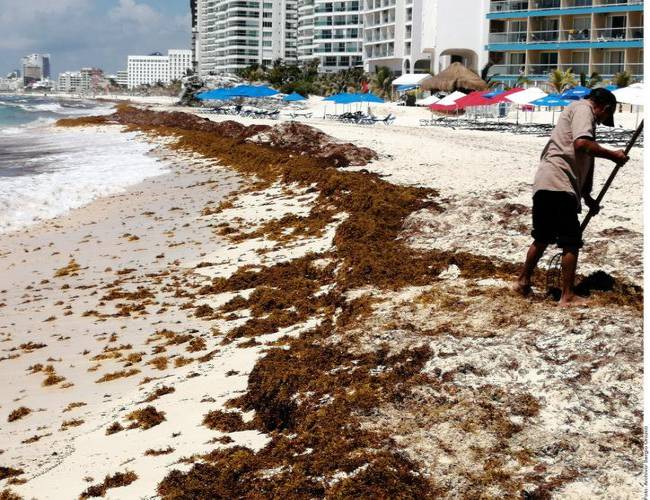 Sargazo en descomposición es altamente dañino: especialista