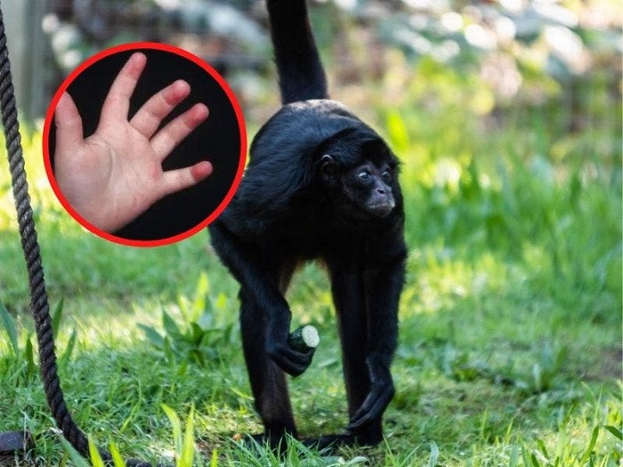 Mono le arranca un dedo a pequeño de 5 años cuando éste le daba de comer