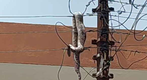 Mérida: Boa intenta bajar de un poste y se electrocuta; causa apagón