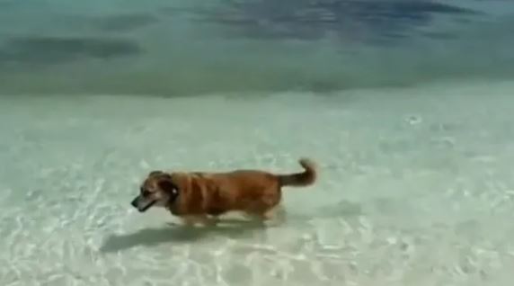 Perrito ciego y sordo ‘trabaja’ para Airbnb y lleva turistas a la playa