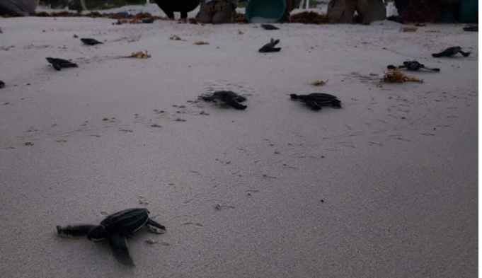 Cae mujer en carretera de Chiapas por trasladar casi 2 mil huevos de tortuga marina