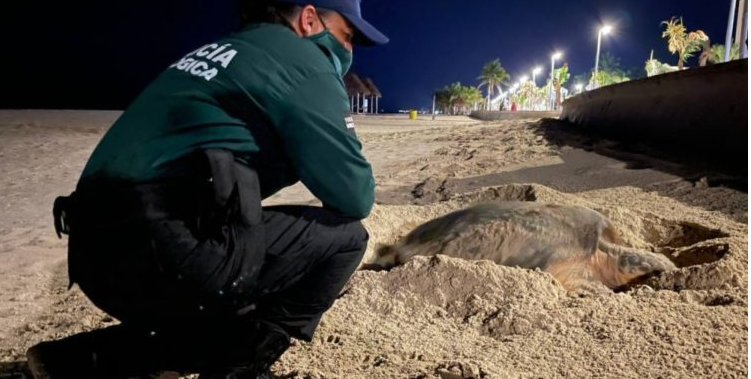 Autoridades de Progreso se preparan para proteger anidación de tortugas