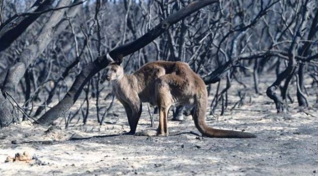 Ecologistas piden sacrificar canguros australianos que no mueran de hambre