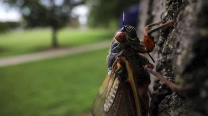 EE.UU.: Millones de cigarras emergen de la tierra después de 17 años bajo el suelo