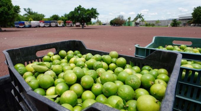 Michoacán: Por extorsión criminal, limoneros cambian sus empacadoras a zonas más seguras