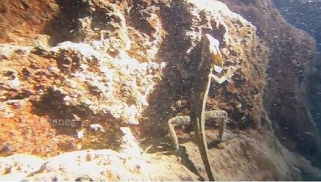 Hallan extraño iguano a varios metros de profundidad en cenote de Yucatán
