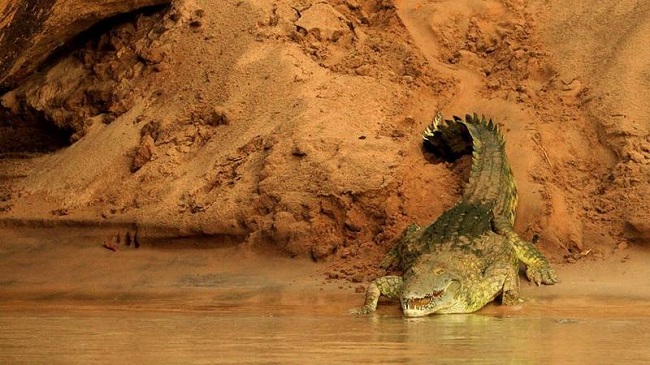 Niña arranca los ojos a cocodrilo para salvar a su amiga del ataque del reptil