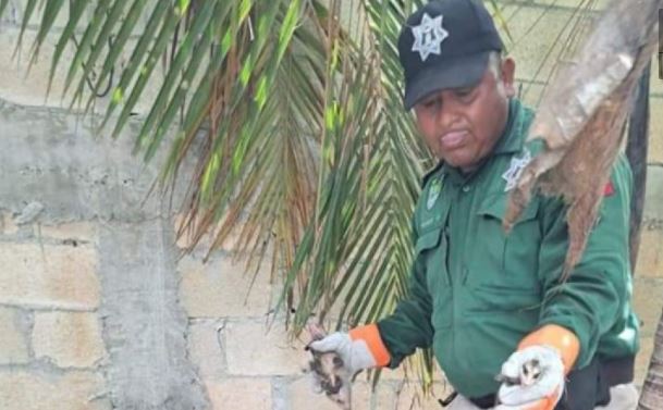 Progreso: Rescatan a 10 zarigüeyas en una casa