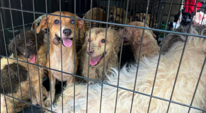 Rescatan a 27 perros, víctimas de crueldad animal, en el centro de Mazatlán