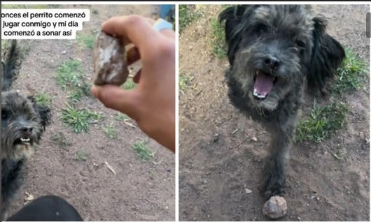 Perrito de la calle lleva una piedra a las personas para que jueguen con él