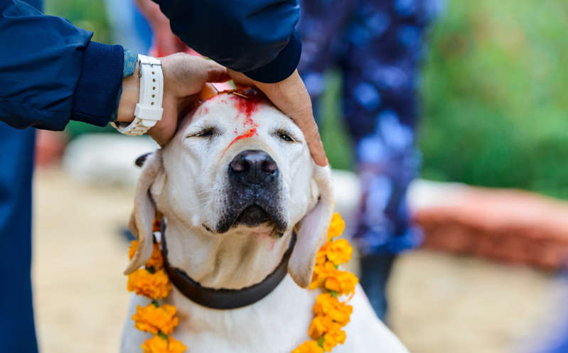 ¡Los tratan como dioses! Este festival en Nepal veneran a los perritos por un día