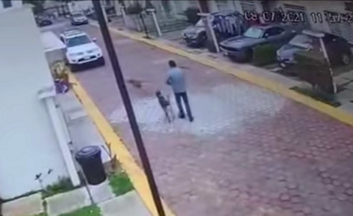 (VIDEO) Liberan a policía que mató a patadas a un perrito; "no es delito grave"