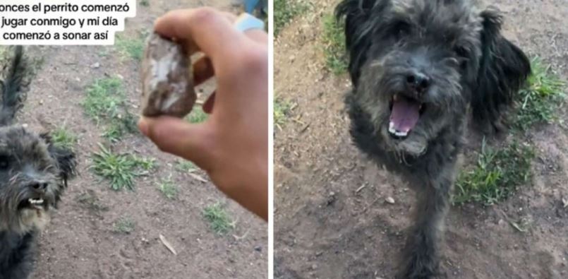 (VÍDEO) Perrito de la calle lleva una piedra a las personas para que jueguen con él