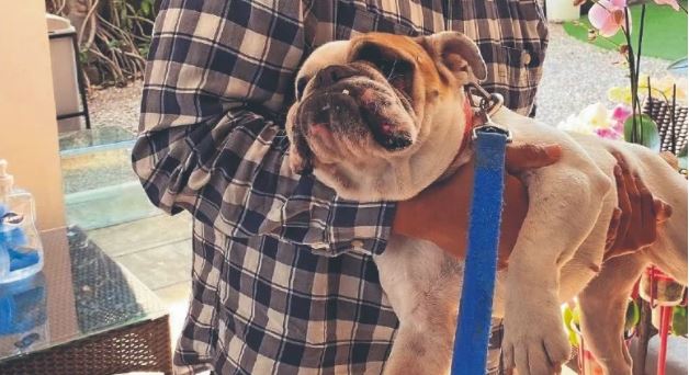 Cuernavaca: "Secuestró" a un bulldog y pedía dinero para devolverlo