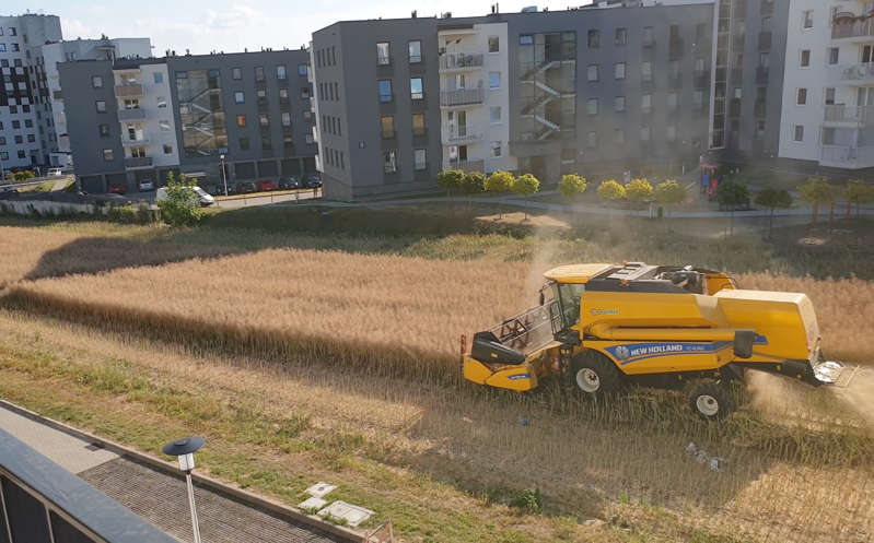 En Polonia, hombre se negó a vender su terreno; ahora cosecha en medio la ciudad