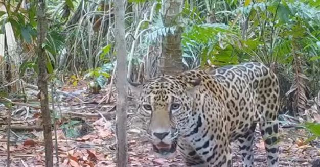 Yucatán: Avistan más jaguares en la Reserva Ecológica de Dzilam de Bravo