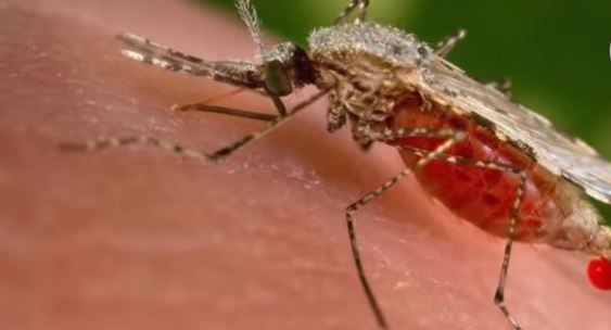 OMS: 'Mosquito Tigre' causa alerta mundial por transmisión de virus
