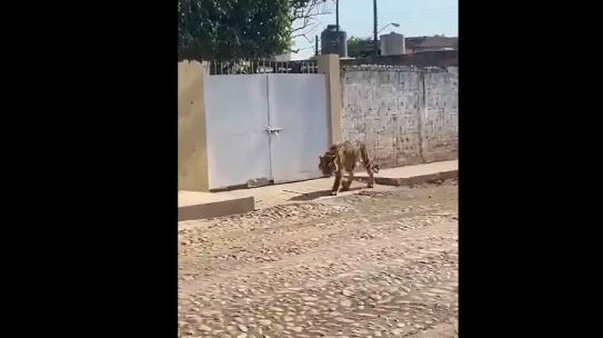 (VÍDEO) Nayarit: Tigre de bengala caminaba por calles de Tecuala, como si nada