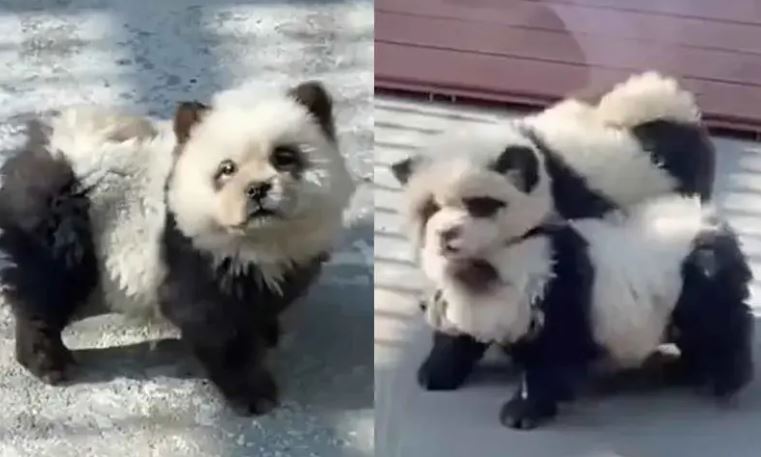 (VÍDEO) Zoológico disfraza a perritos y los hace pasar como osos panda