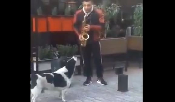 Perrito se une a saxofonista callejero y juntos hacen música