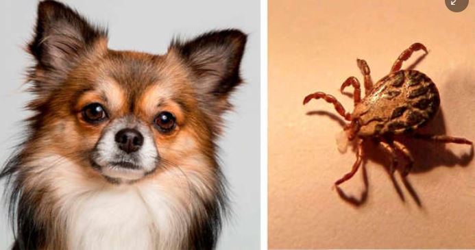 Ehrlichiosis en perros es transmitida por garrapatas y puede contagiar a humanos