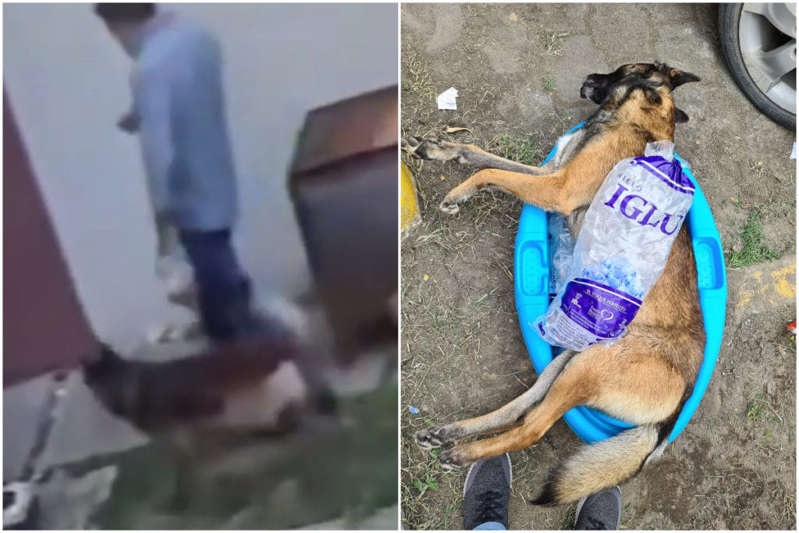 VIDEO: Acusan a policía de CDMX de matar a patadas a un perrito