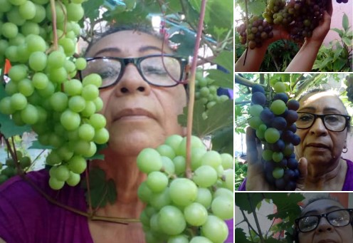 ¡Querer es poder! Presume que logró cultivar uvas en Yucatán