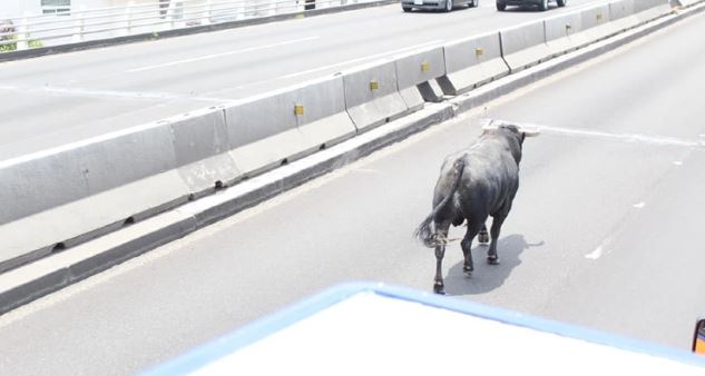 Querétaro: Toro escapa de su corral, causa caos vial y finalmente muere atropellado