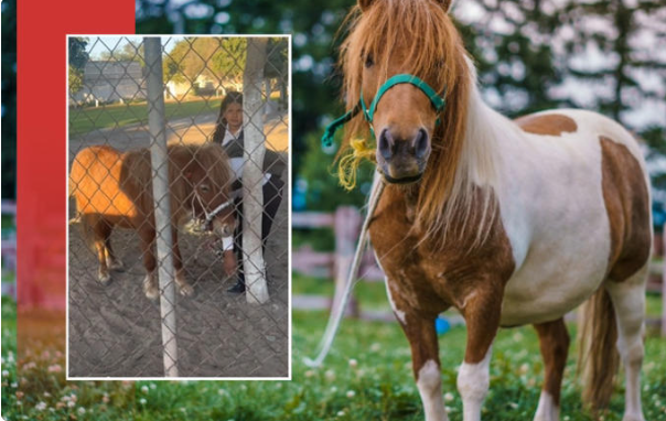 (VIDEO) Hermanos viajan a la escuela en pony y se hacen virales