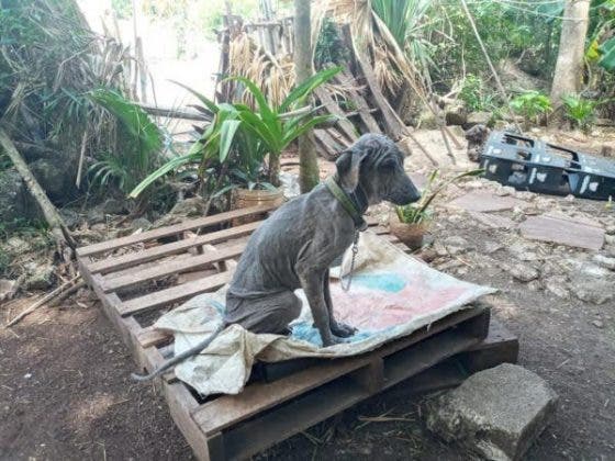 Tizimín: Trabajadores le tiran  material a una perrita