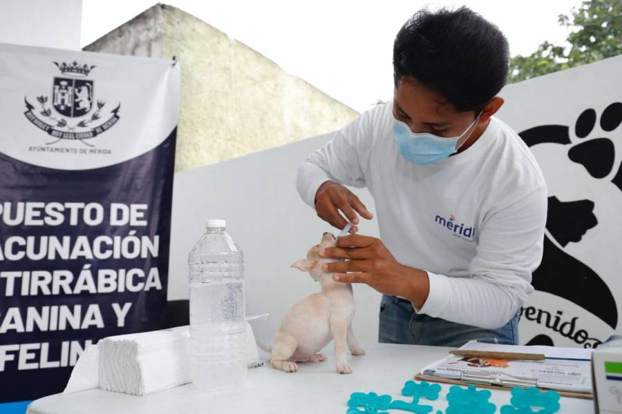 ¿Ya llevaste a tu mascota? Sigue la campaña de vacunación gratuita antirrábica