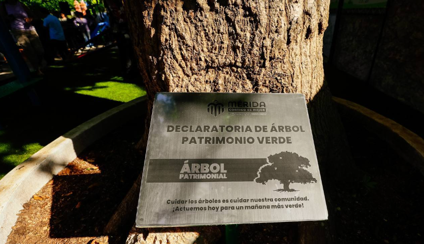 Cecilia Patrón establece la “Declaratoria Árbol Patrimonio Verde de Mérida”